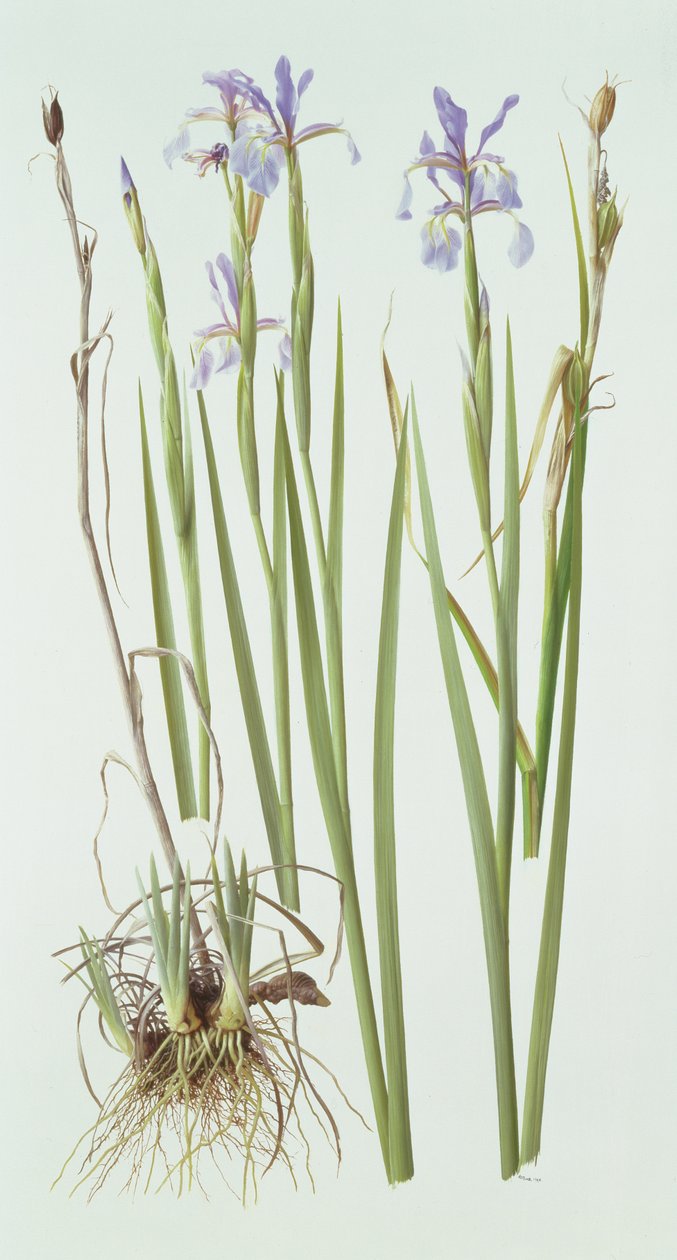 Iris Spuria by Raymond Booth