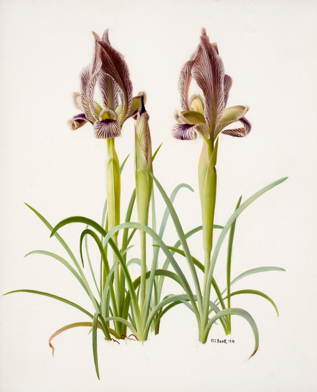 Iris acutiloba by Raymond Booth