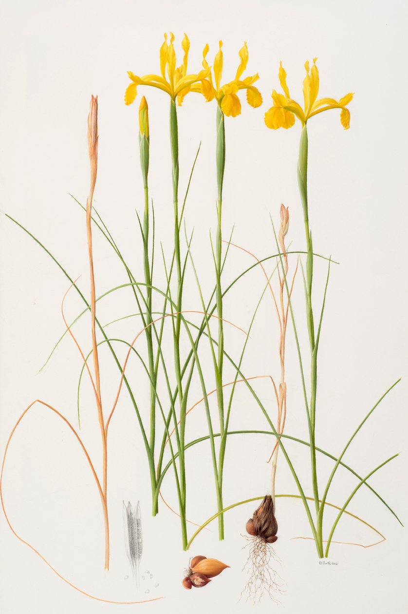 Iris spuria, 2002 by Raymond Booth