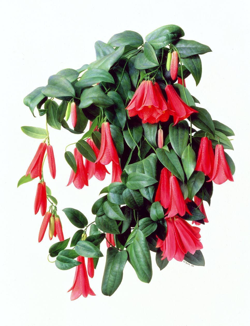 Lapegeria Rosea by Raymond Booth