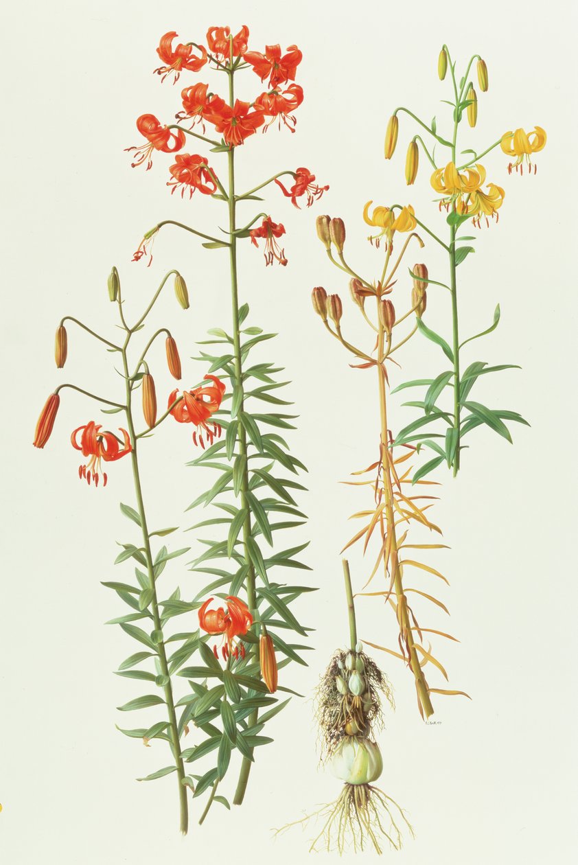 Lilium Amabile by Raymond Booth
