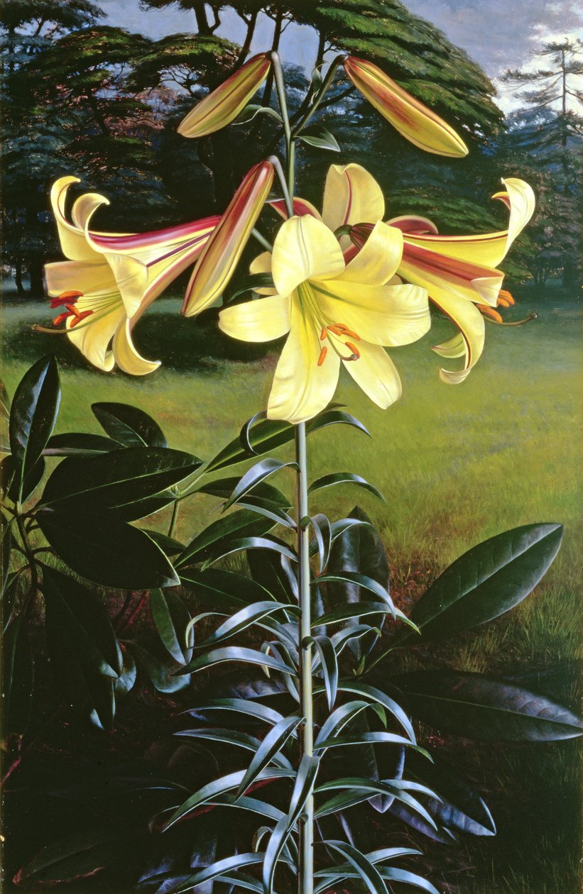 Lilium Golden Clarion by Raymond Booth