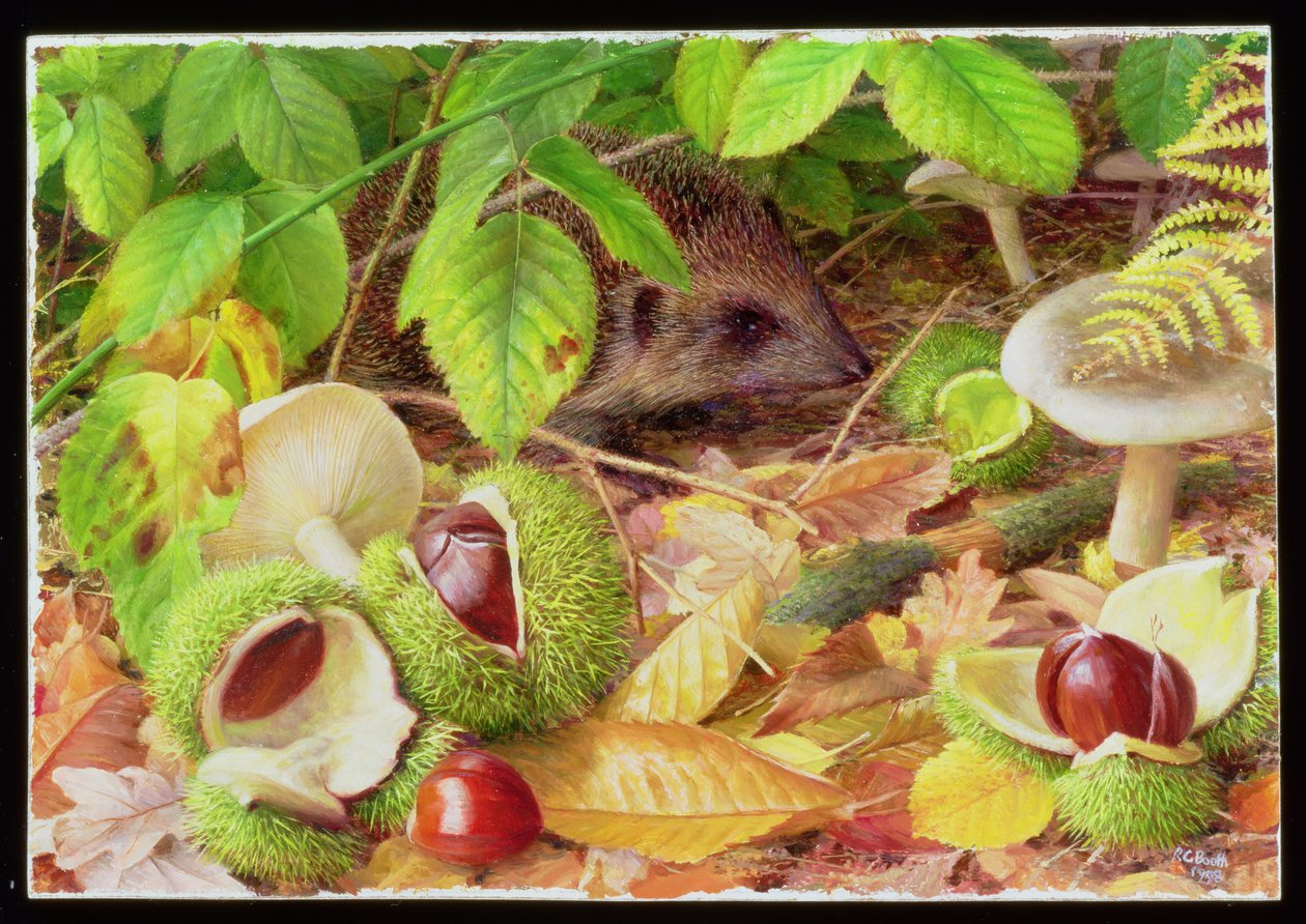 On the Woodland Floor in October by Raymond Booth