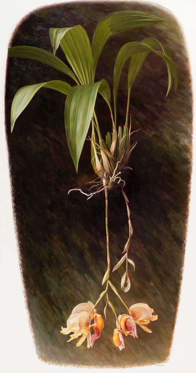 Orchid by Raymond Booth