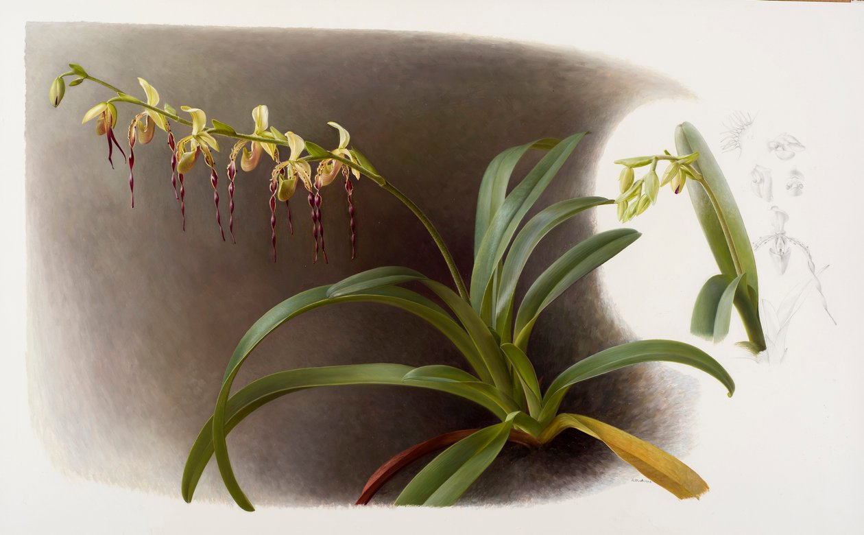 Orchids by Raymond Booth