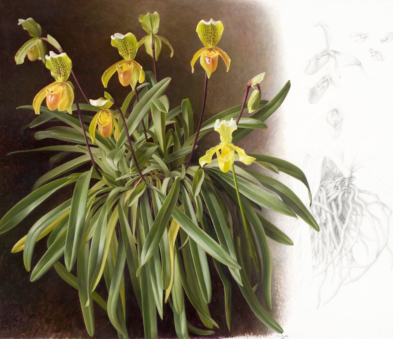 Orchids by Raymond Booth