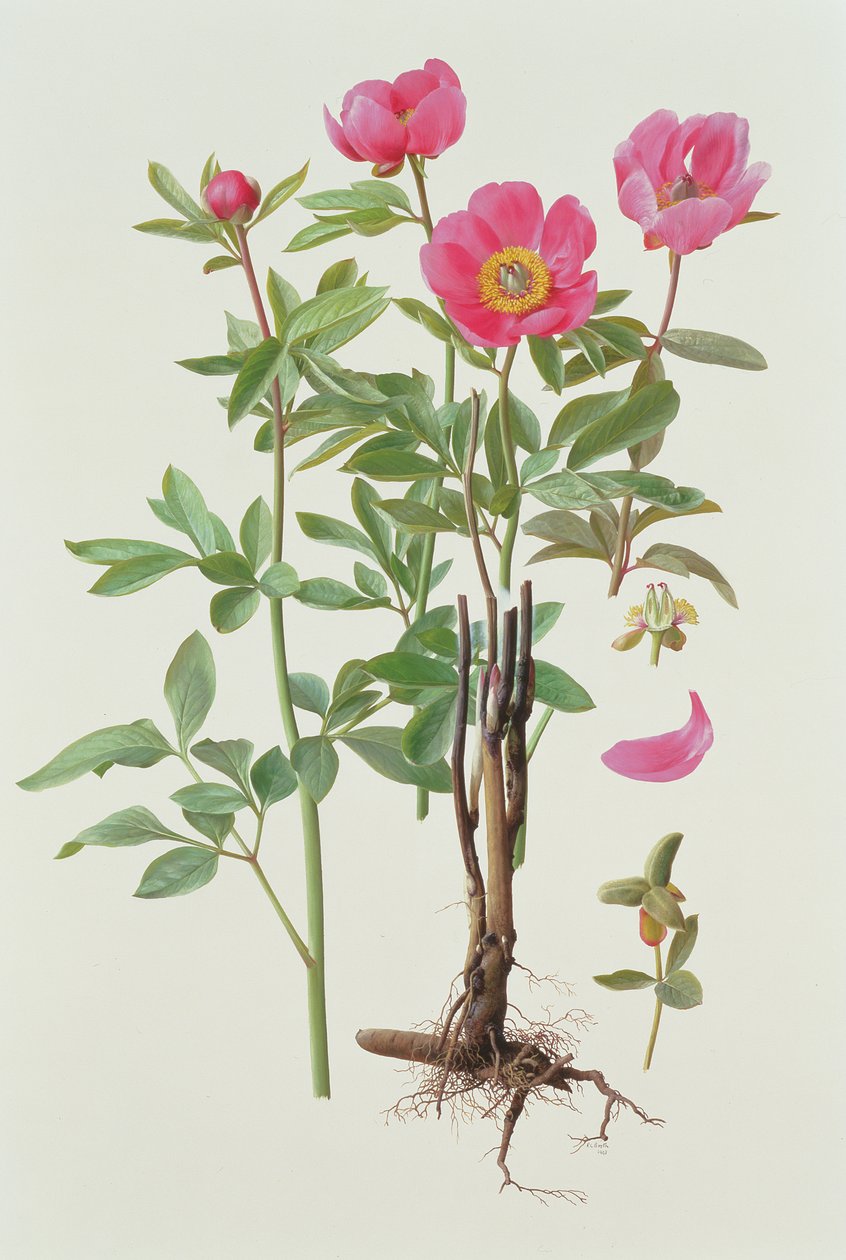 Paeonie Arietina by Raymond Booth