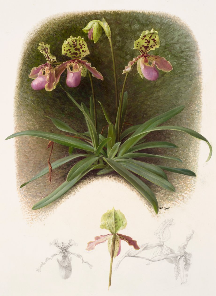 Paphiopedilium henryi by Raymond Booth