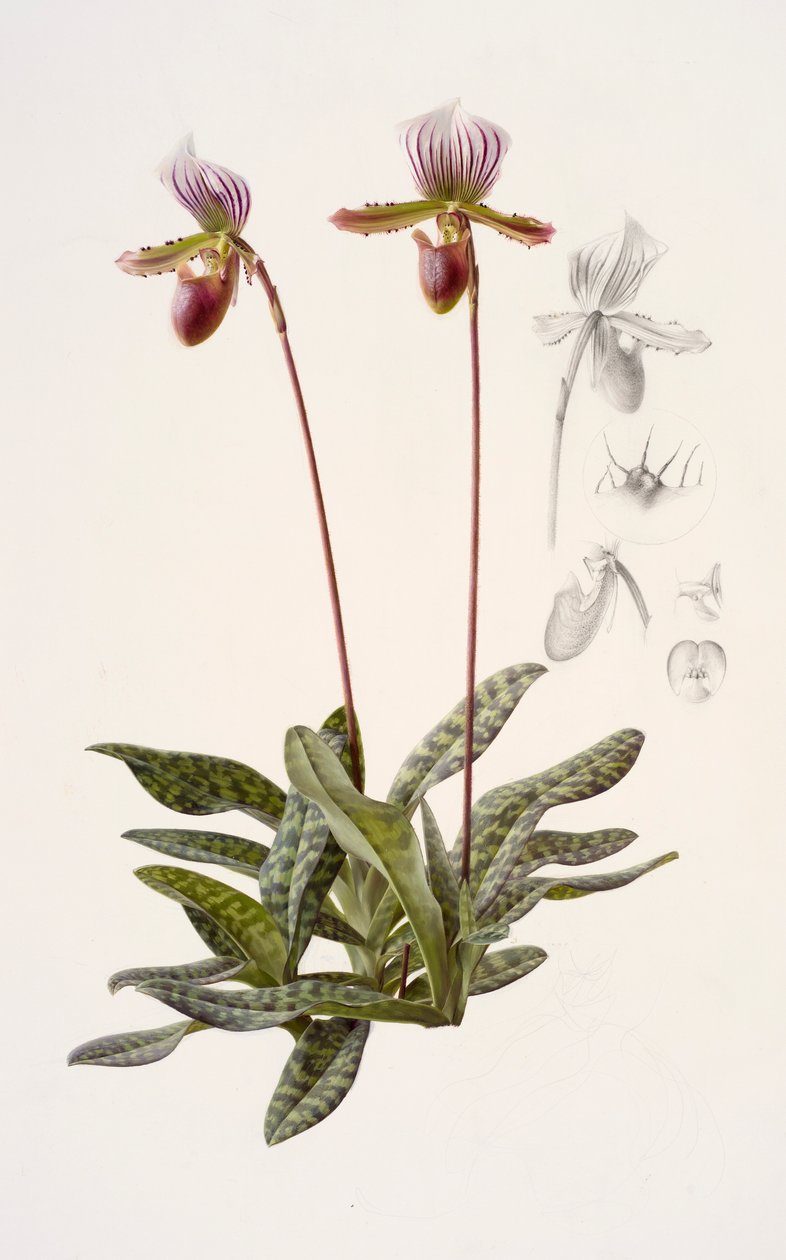 Paphiopedilum barbatum by Raymond Booth