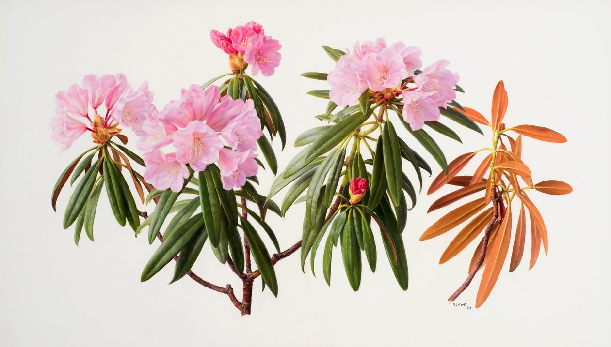 Rhododendron by Raymond Booth