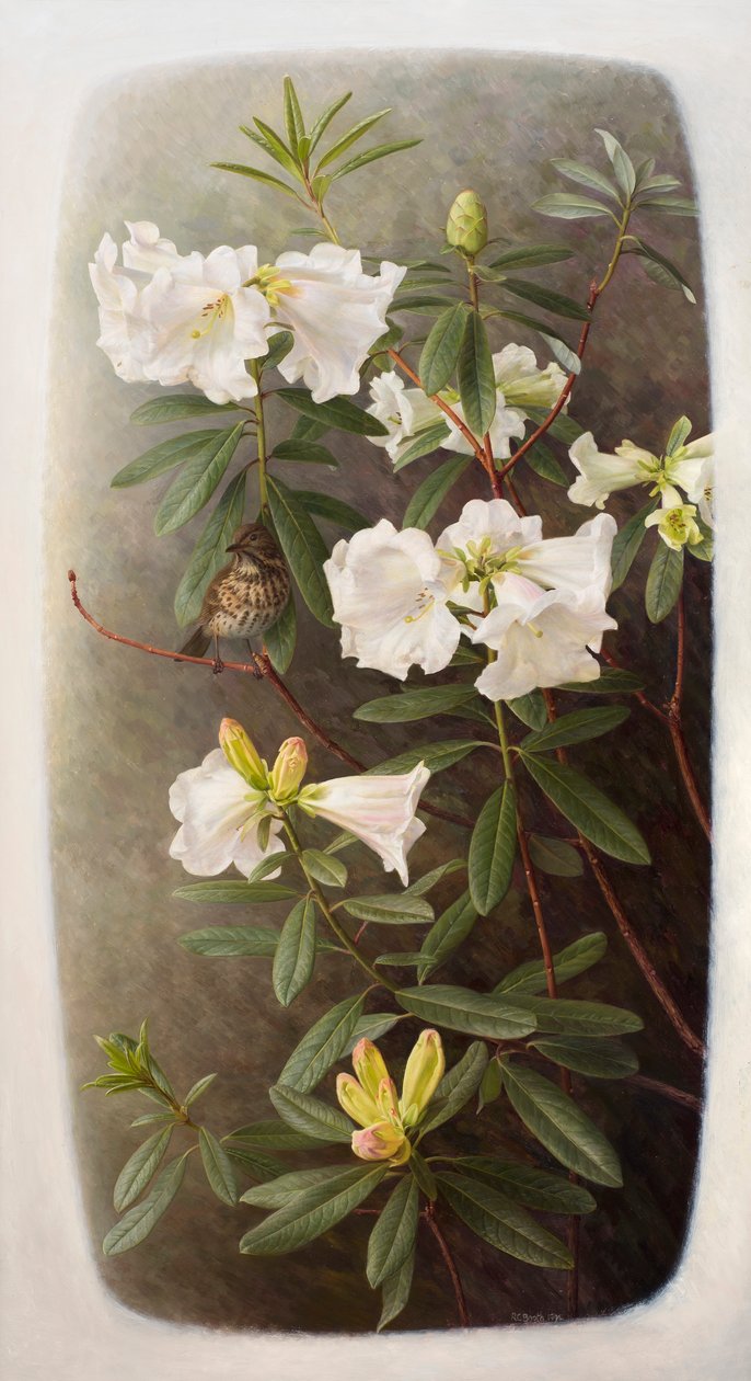 Rhododendron lindleyi by Raymond Booth