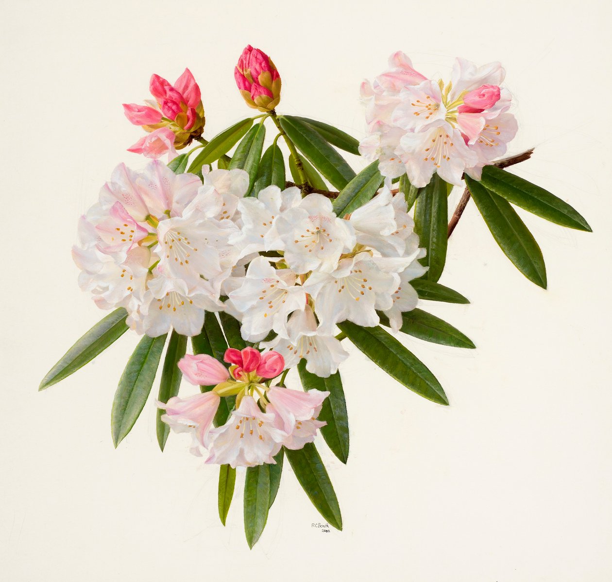 Rhododendron morii by Raymond Booth