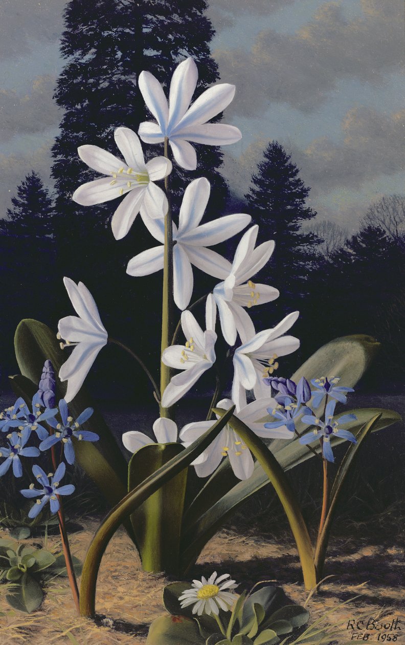Scillas by Raymond Booth