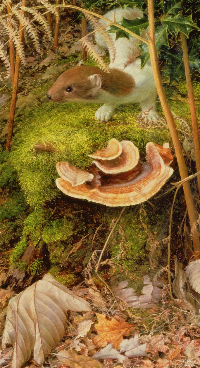 Stoat in Winter, 2000 by Raymond Booth