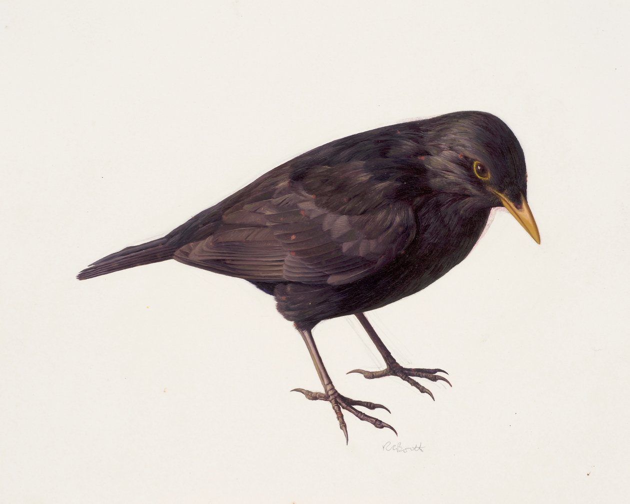 Study of a blackbird by Raymond Booth