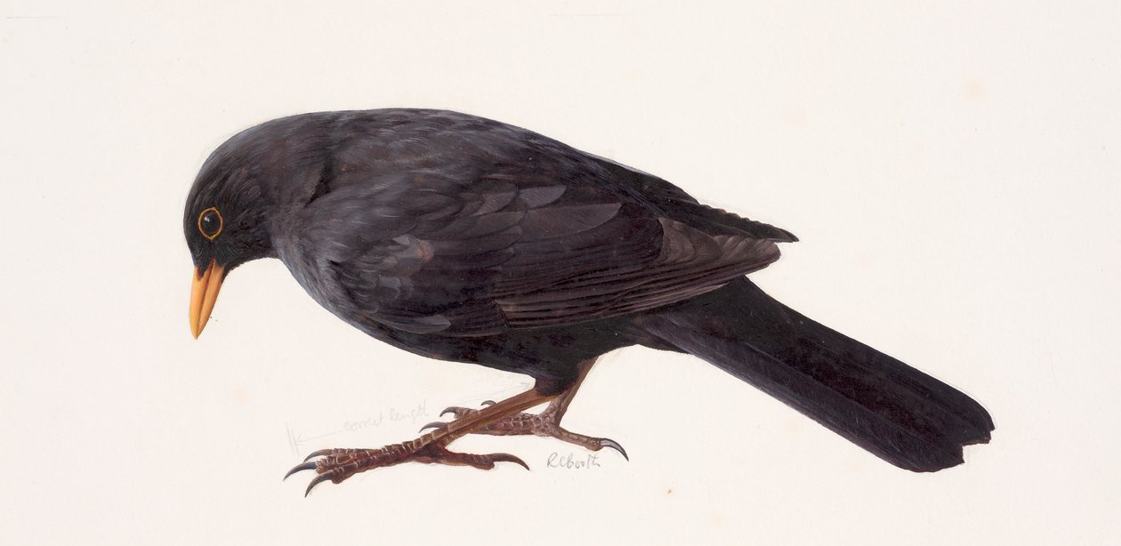 Study of a blackbird by Raymond Booth