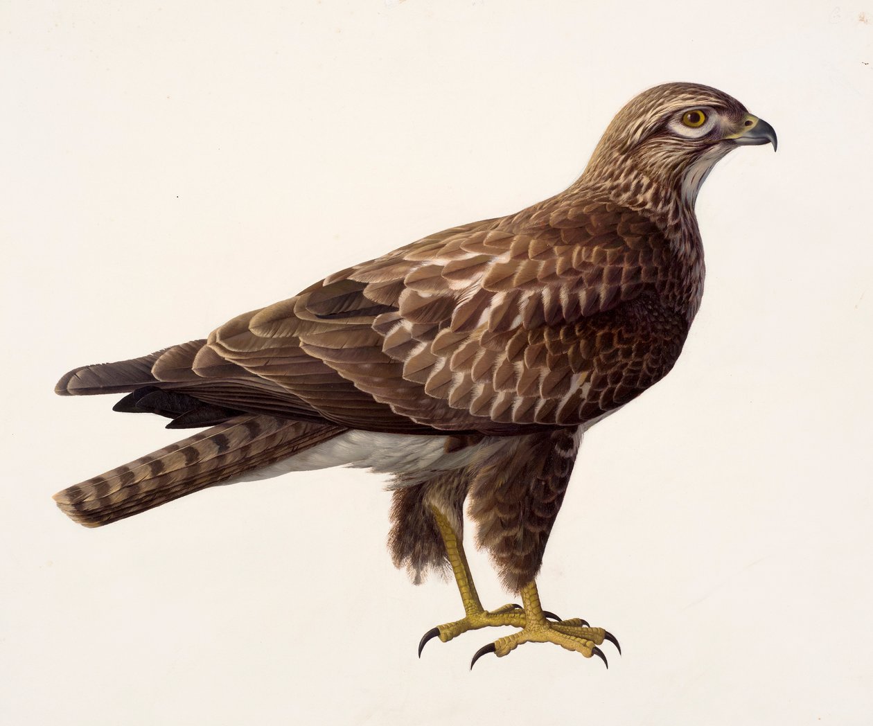Study of a buzzard by Raymond Booth