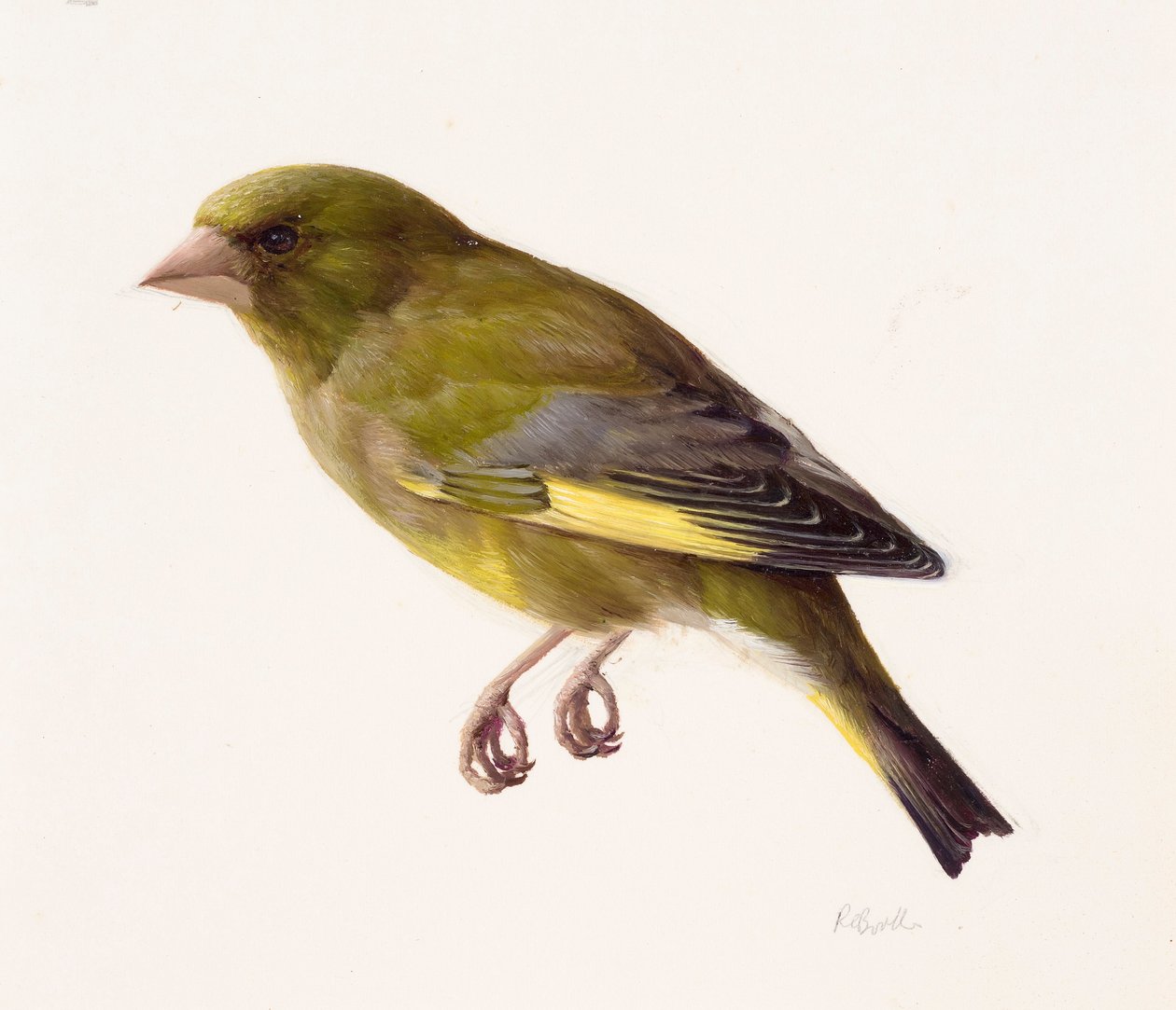 Study of a Greenfinch by Raymond Booth