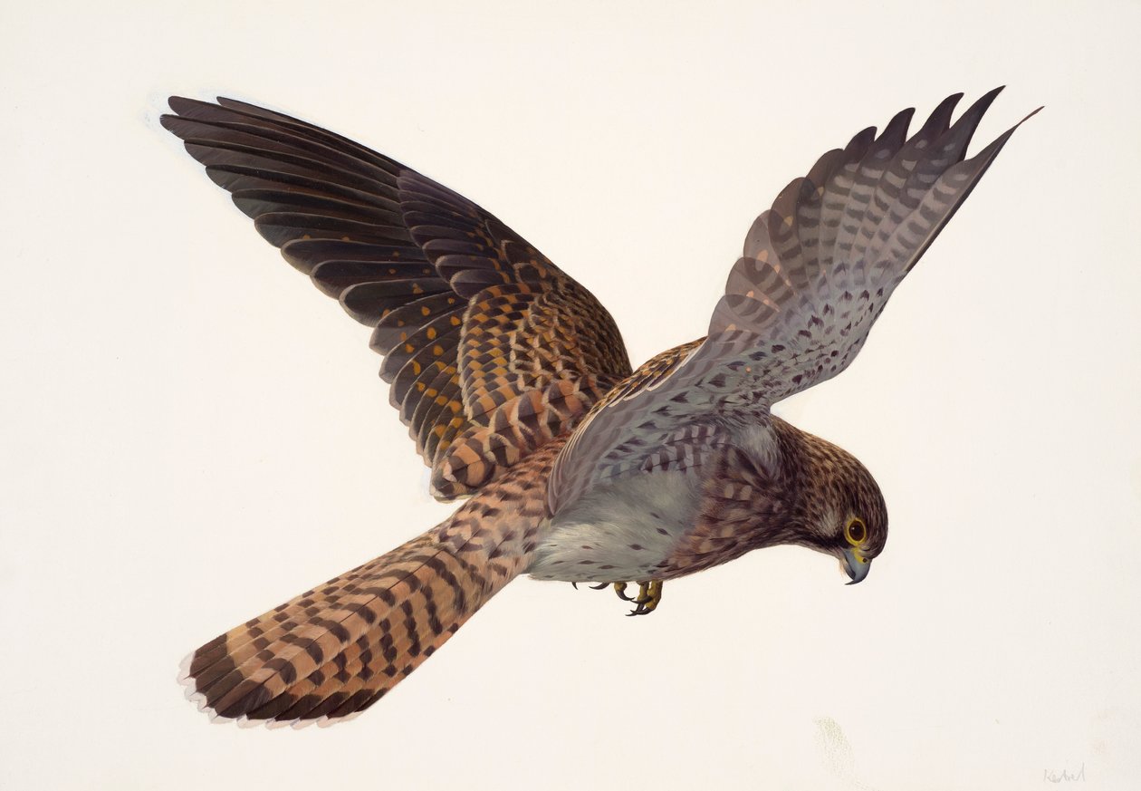 Study of a Kestrel by Raymond Booth