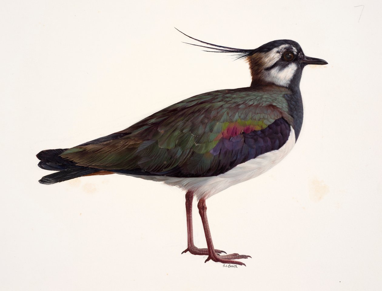 Study of a lapwing by Raymond Booth