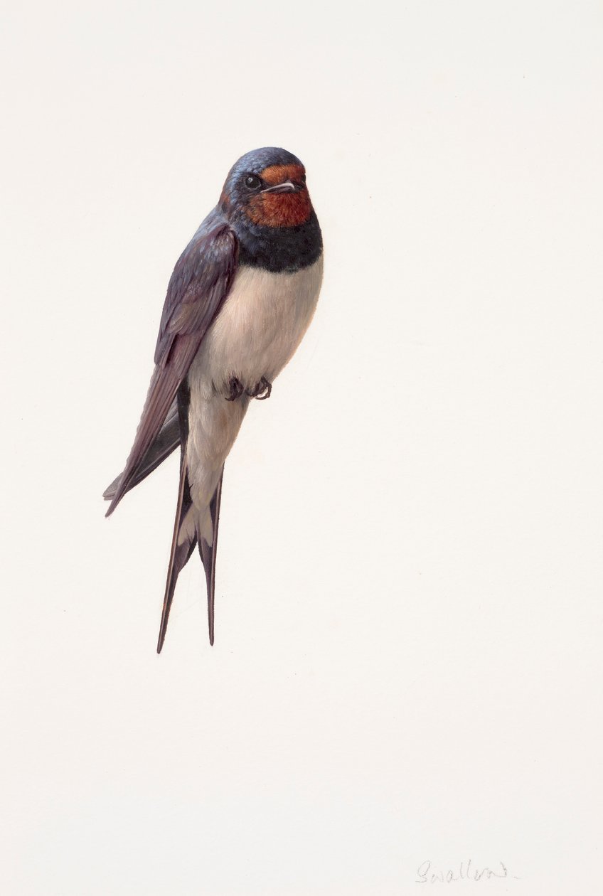 Study of a swallow by Raymond Booth