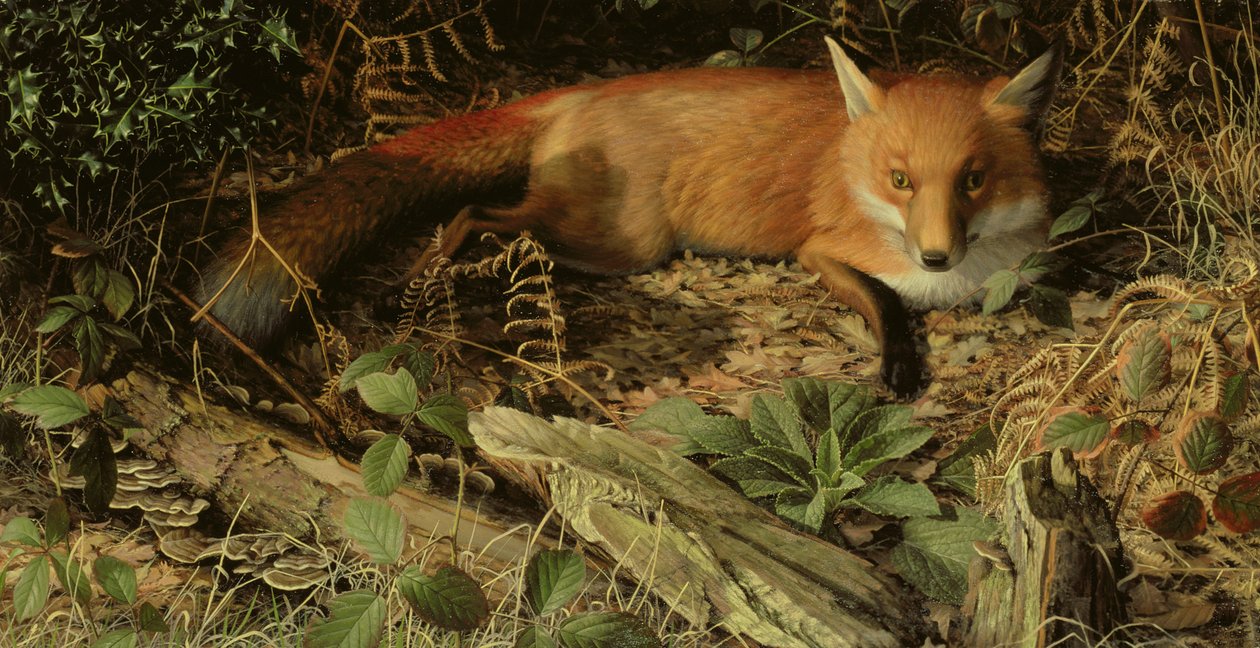 The Fox by Raymond Booth