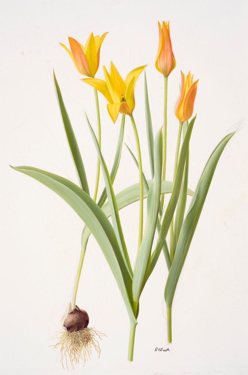 Tulipa ferganica by Raymond Booth