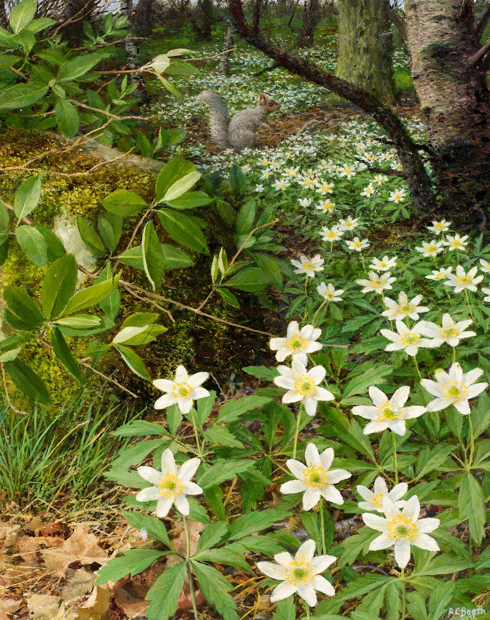 Wood anemones, late April by Raymond Booth