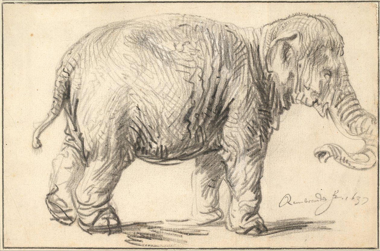 An Elephant, 1637 by Rembrandt van Rijn
