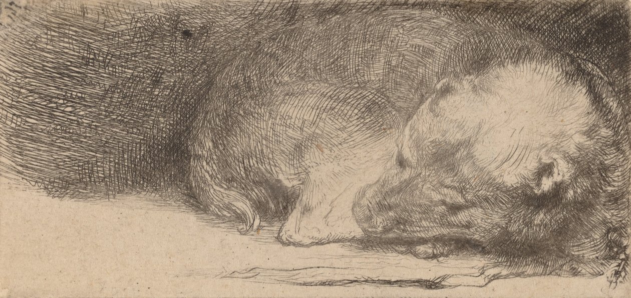 Sleeping Puppy by Rembrandt van Rijn