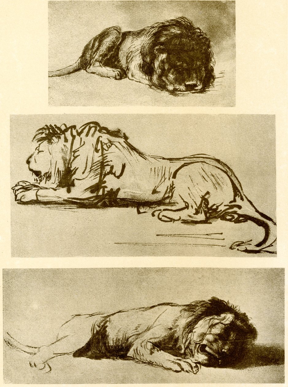 Three Lion Studies by Rembrandt van Rijn