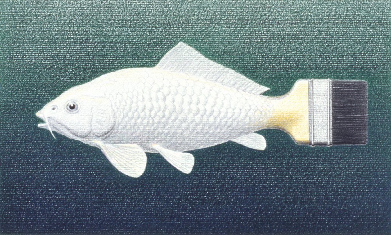 Brushfish by Rene Boin