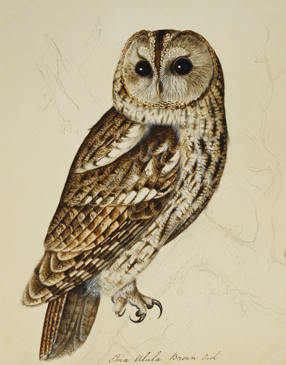 Brown Owl (Strix Ulula) by Rev. C. Atkinson