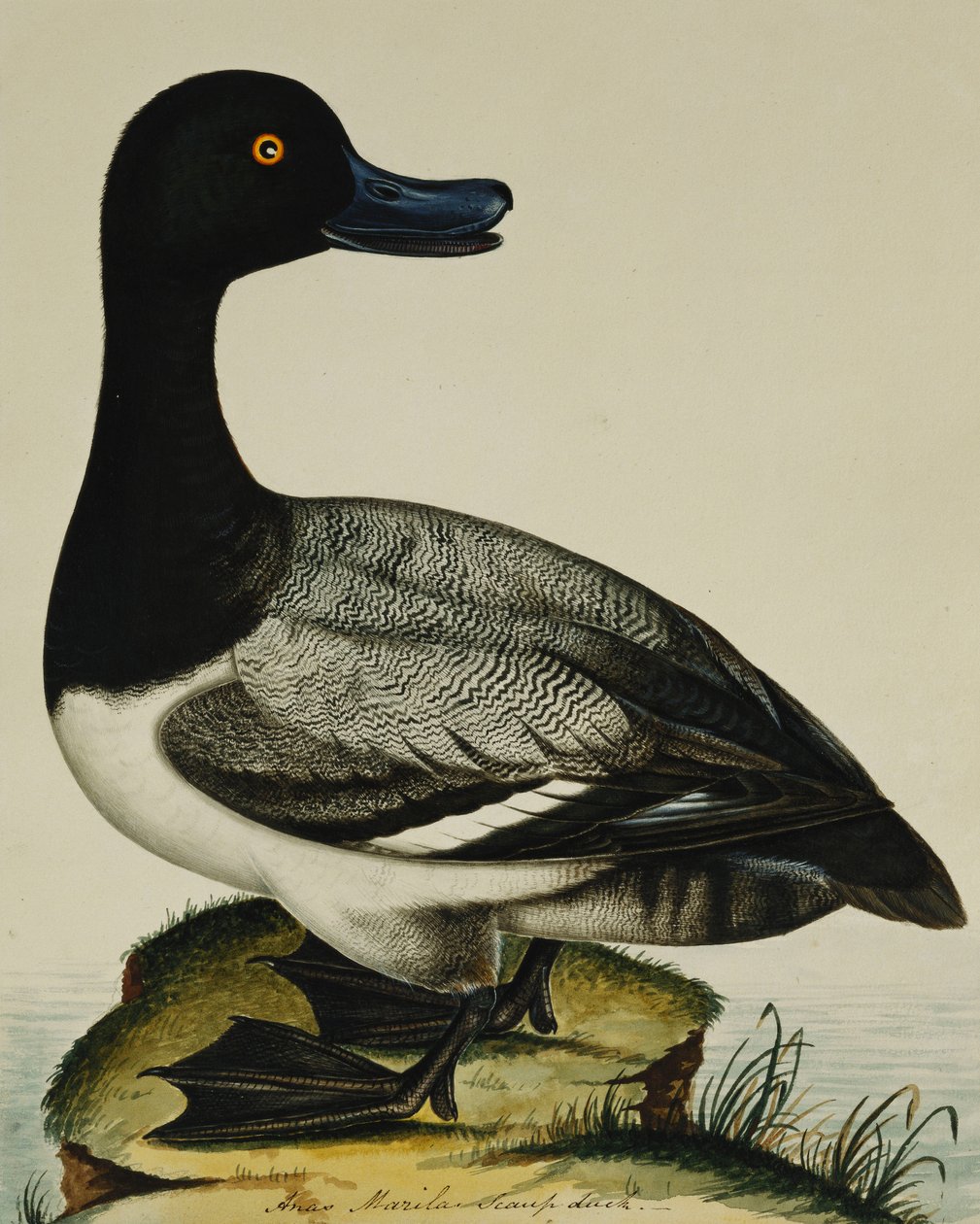 Scaup Duck by Rev. C. Atkinson