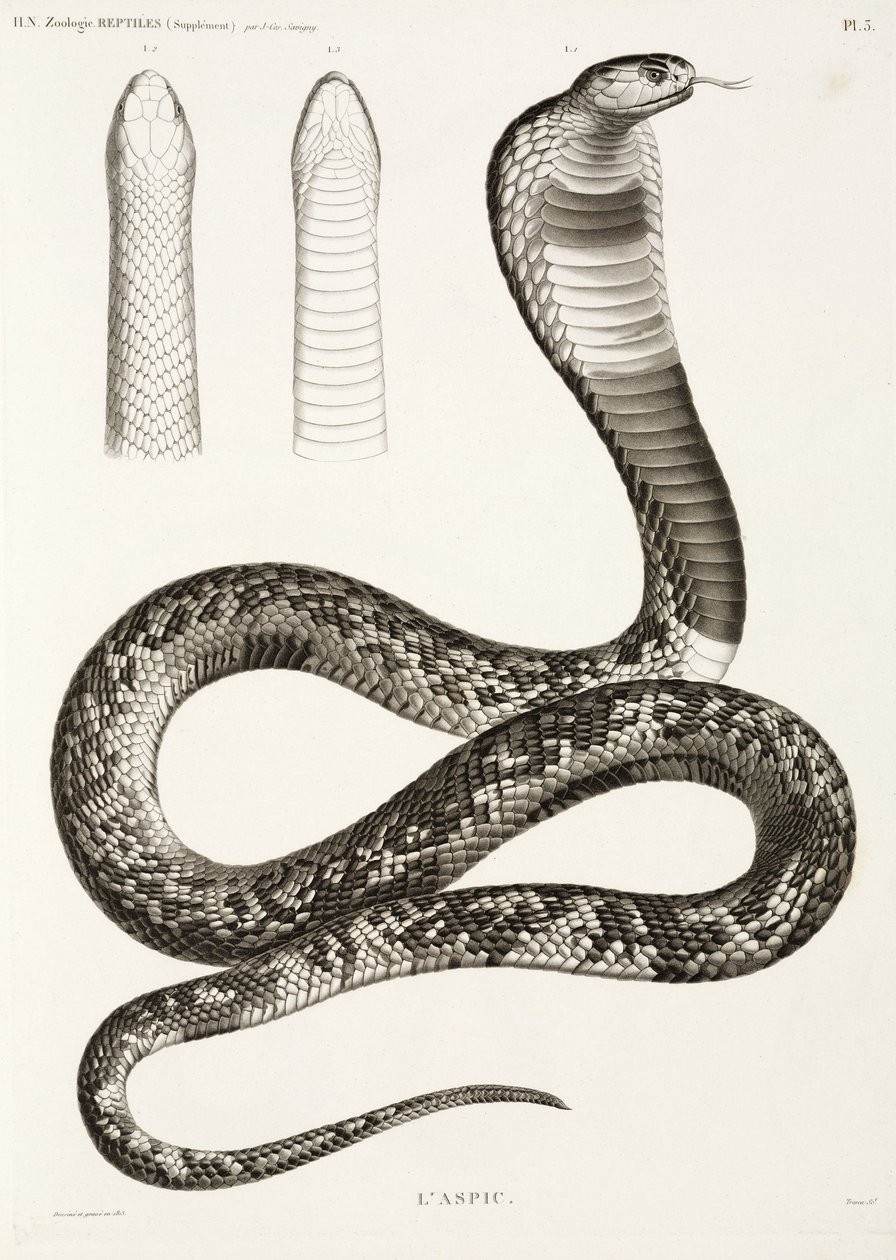 Egyptian Cobra by John Pardon