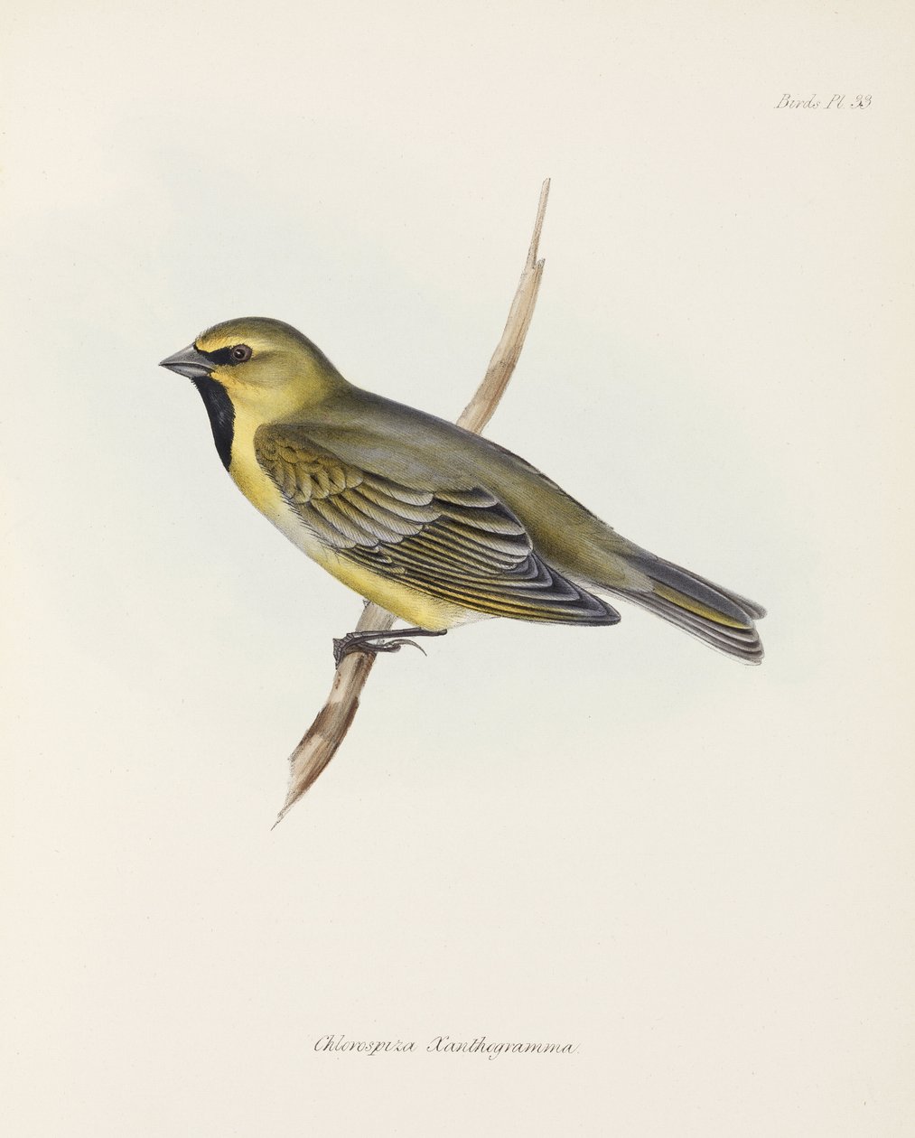 Finch by John Pardon