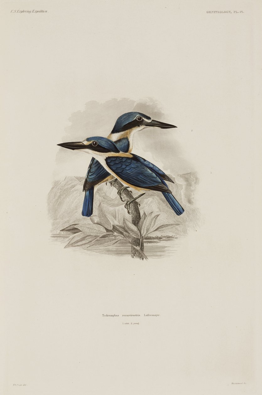 Kingfishers, Samoa by John Pardon