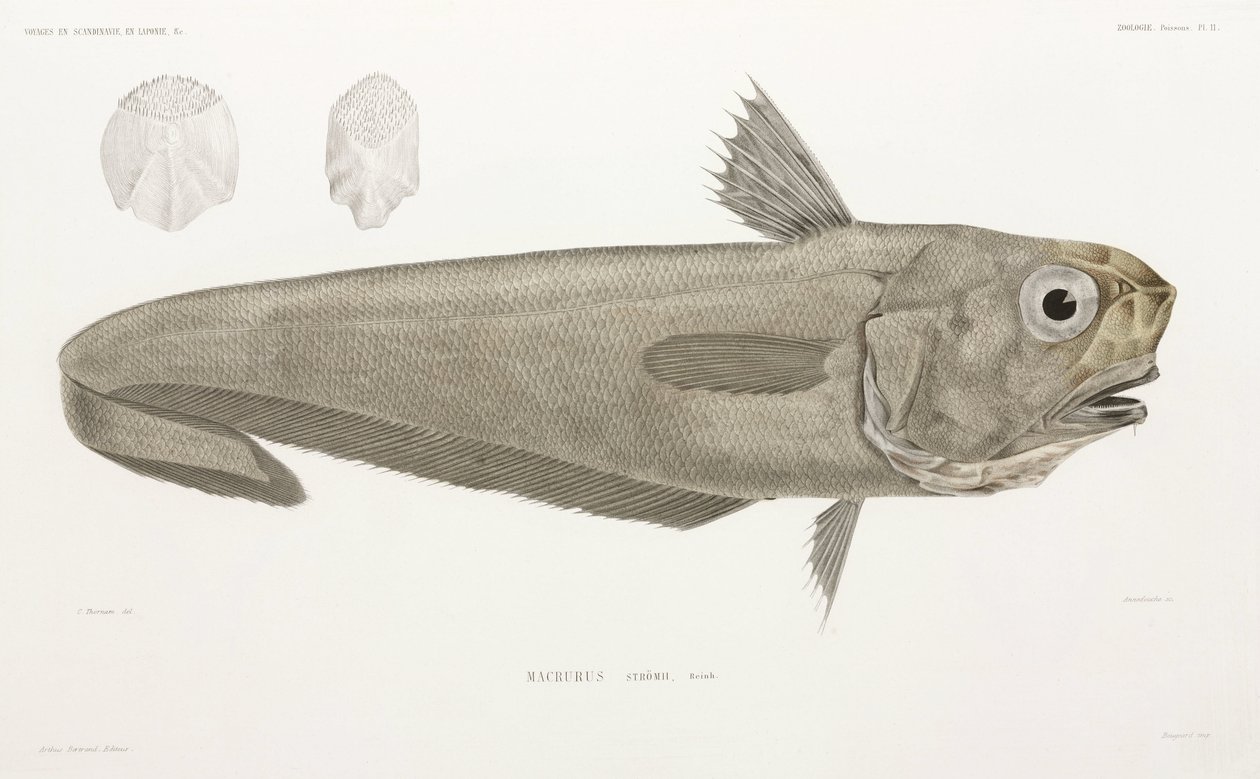 Knife Fish by John Pardon