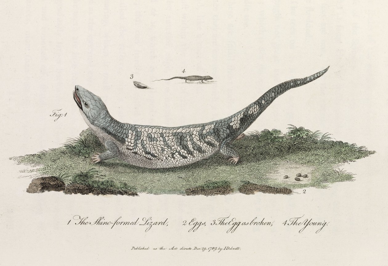 The Skink-formed Lizard by John Pardon