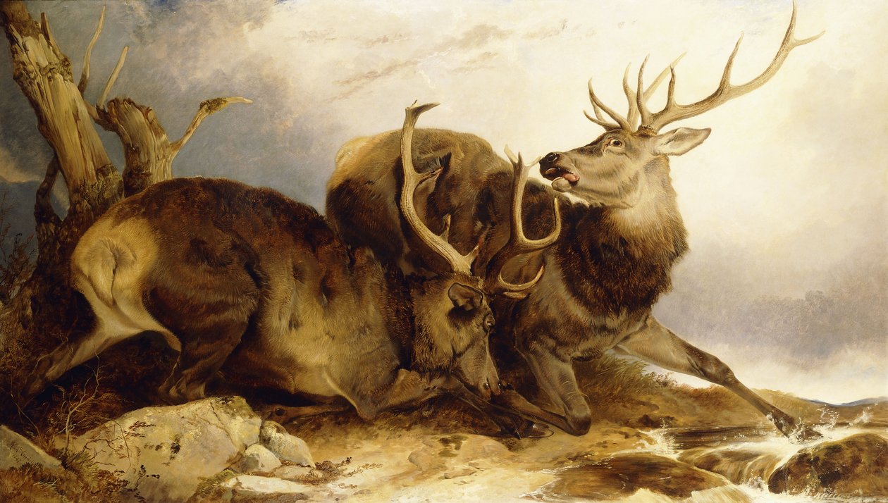 The Combat by Richard Ansdell