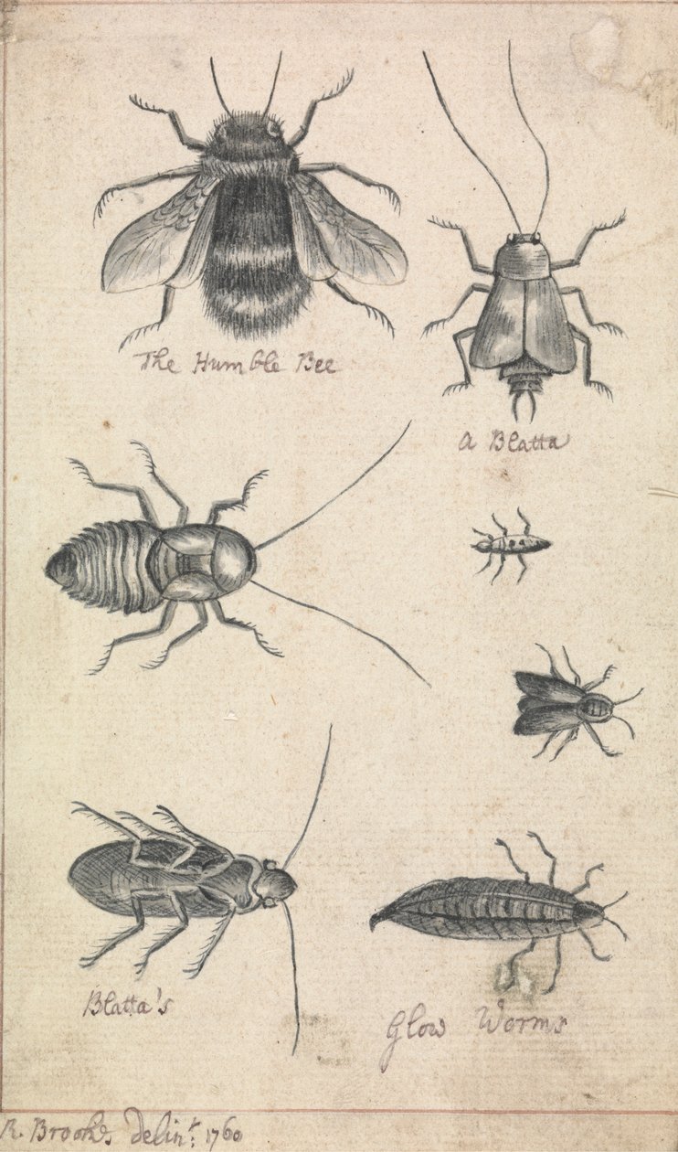The Humble Bee and Insects by Richard Brookes