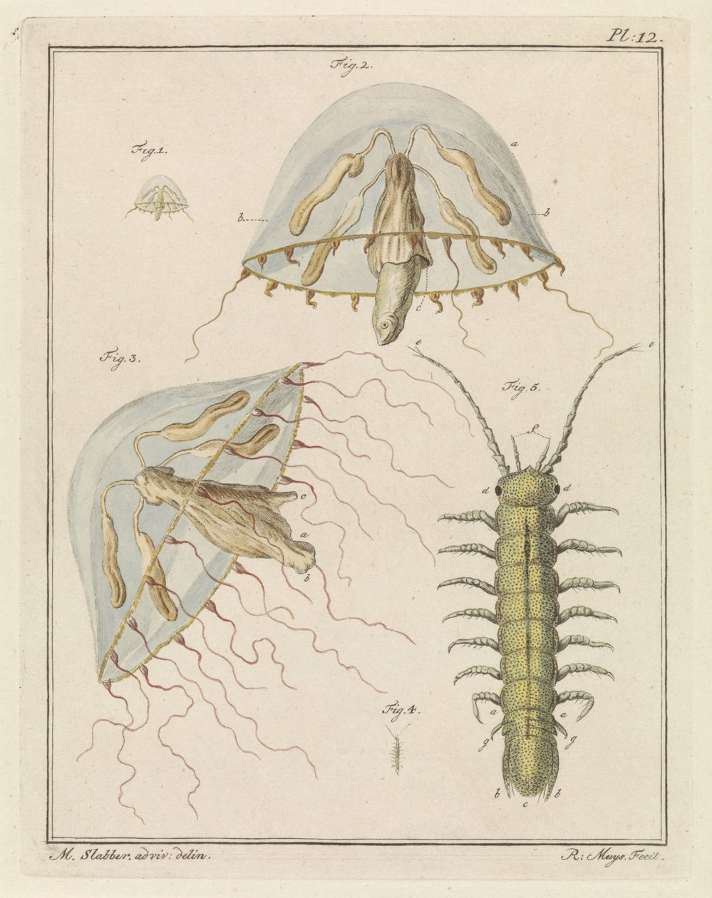 Leptomedusa and a Brackish Water Isopod by Robbert Muys
