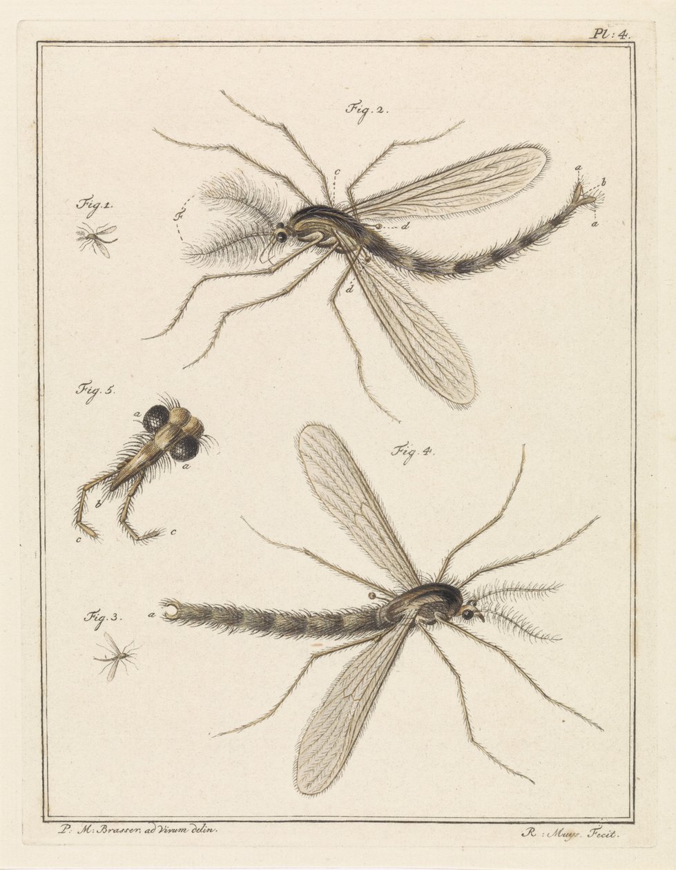 Plumed Mosquito by Robbert Muys