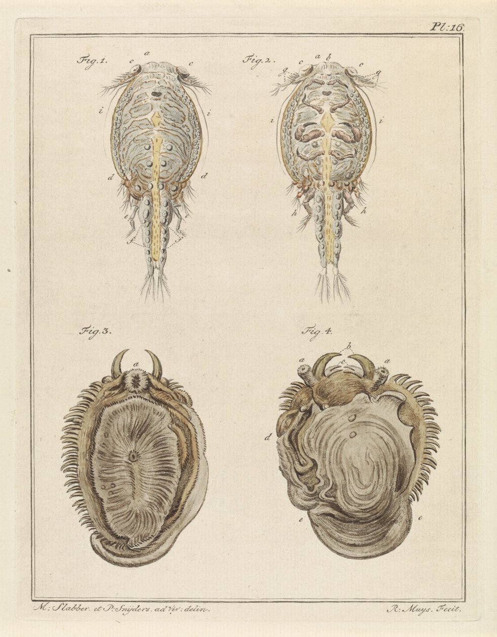 Crustacean and Mollusk by Robbert Muys