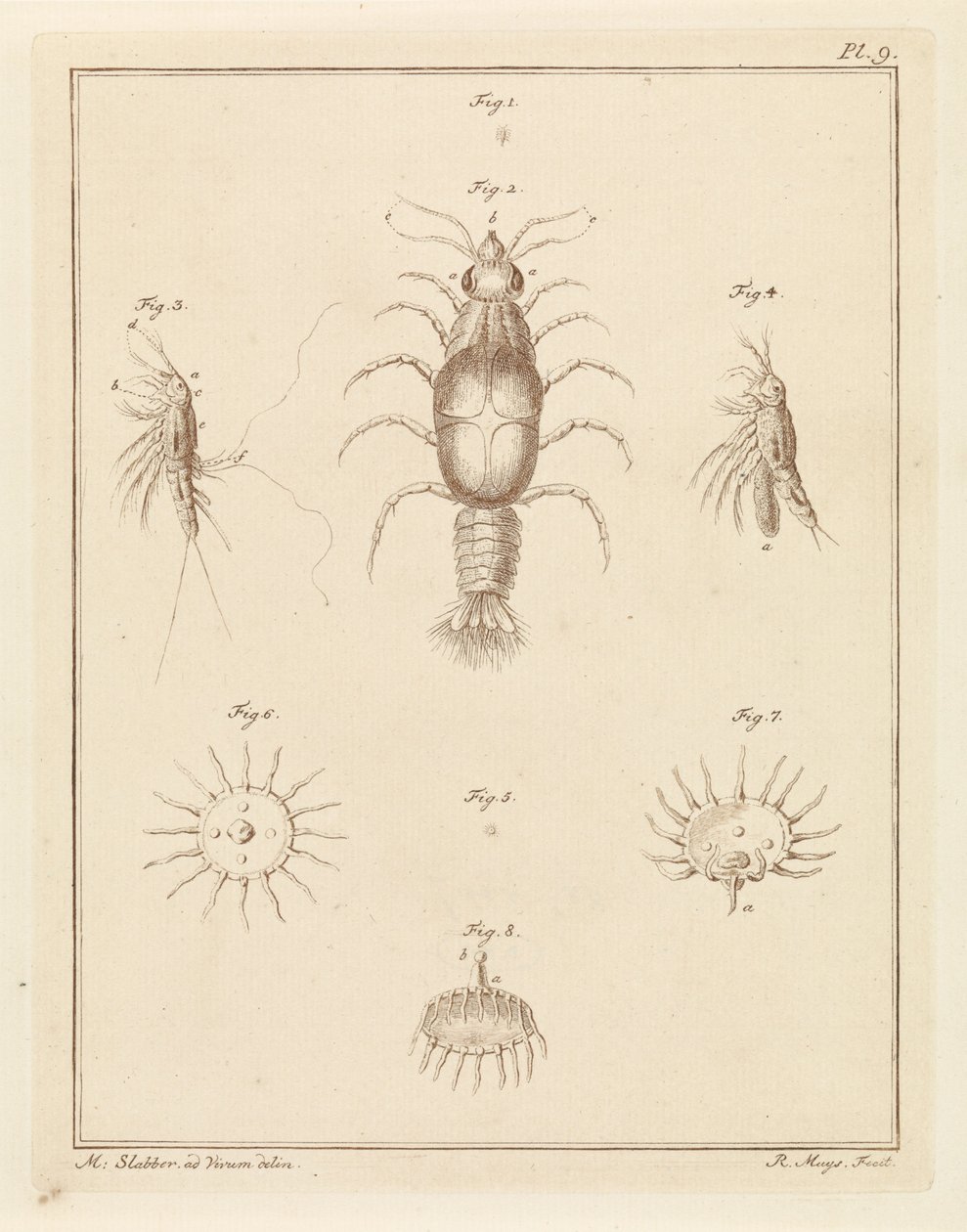 Various Sea Creatures by Robbert Muys