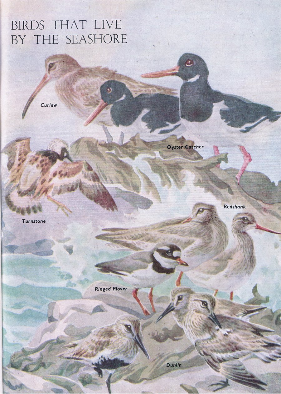 Birds That Live by the Seashore, Illustration from The Children