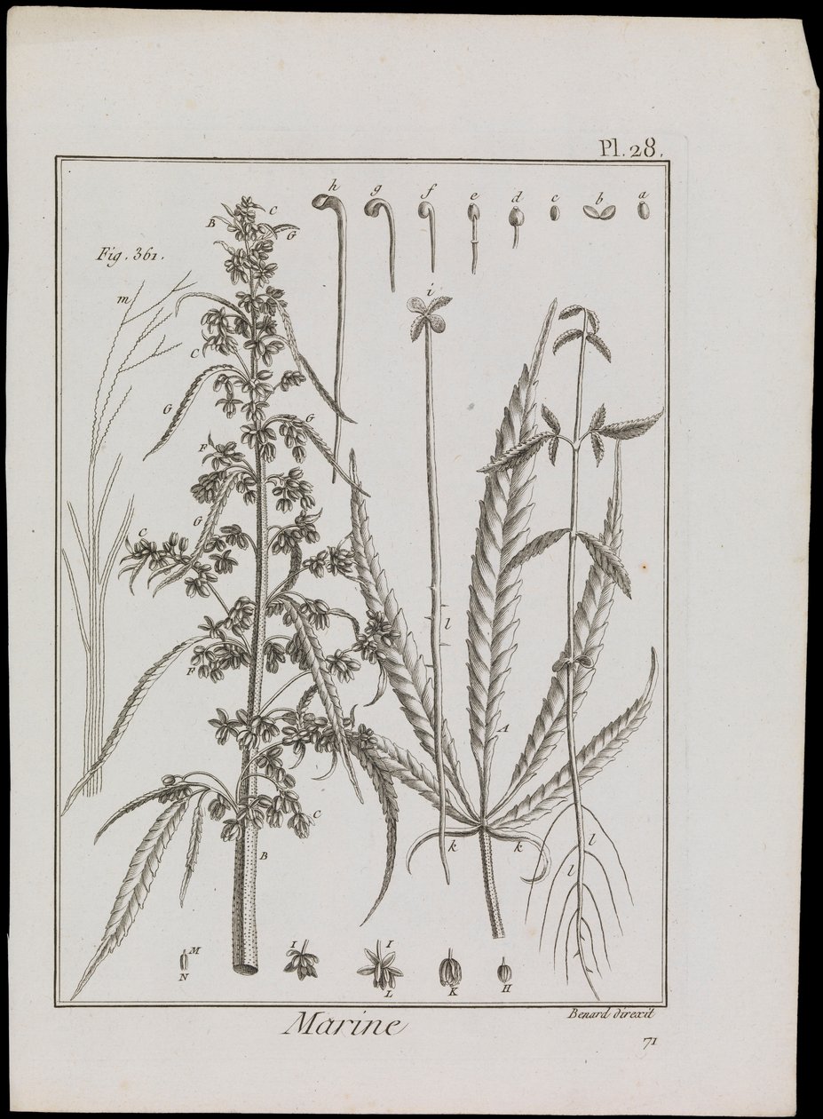 Marine Diagram of Flowers, c.1810 by Robert Benard