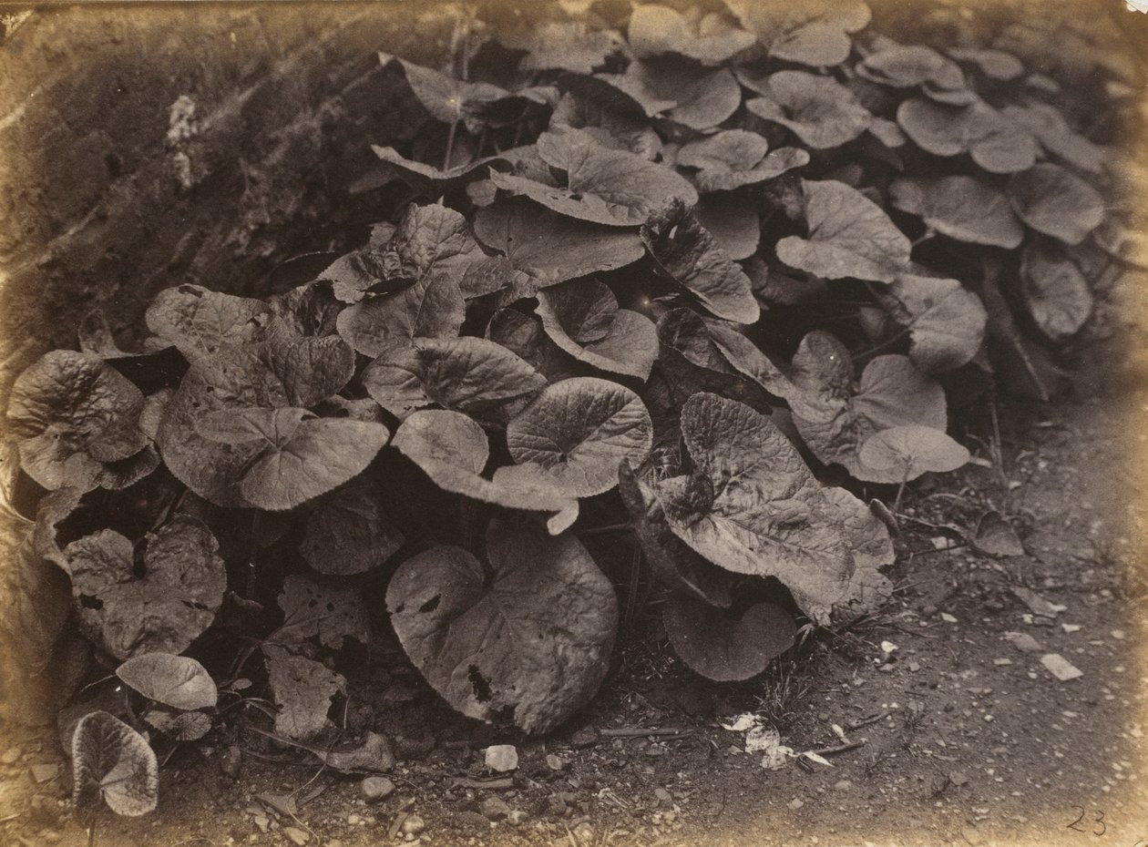 Plant Study, 1860s by Robert Burrows
