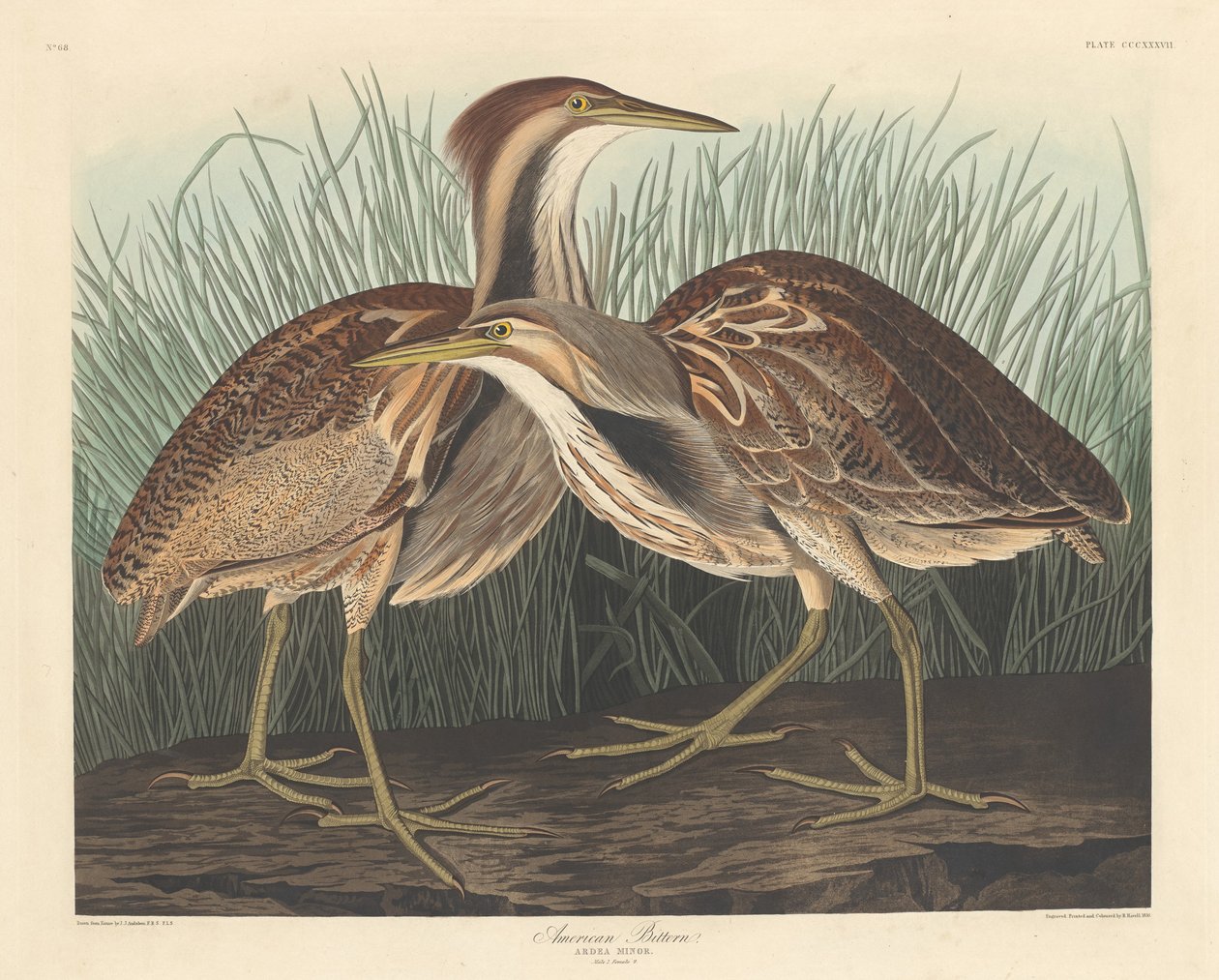 American Bittern by Robert Havell