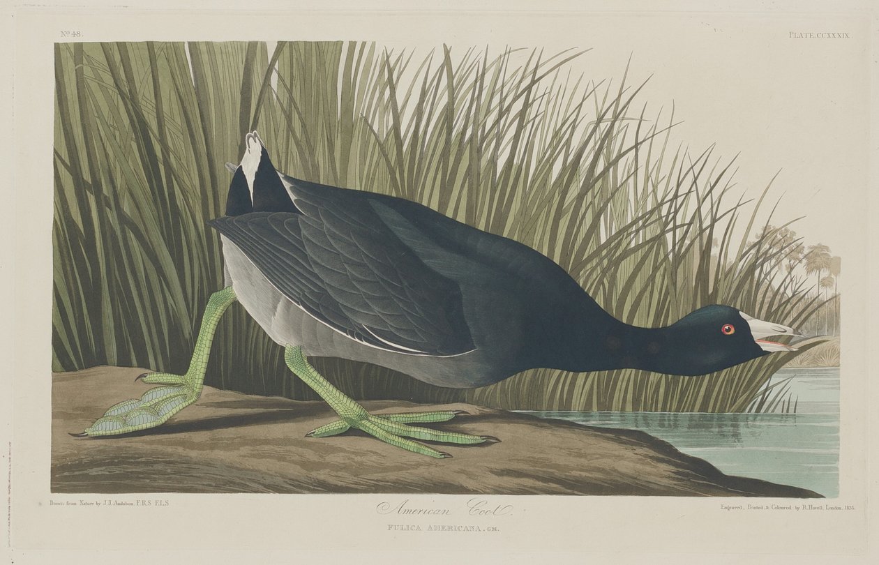 American Coot by Robert Havell
